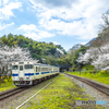 2025年 桜列車（JR日田彦山線）６