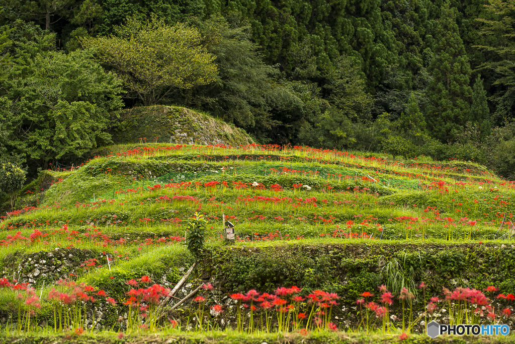 つづら棚田の彼岸花