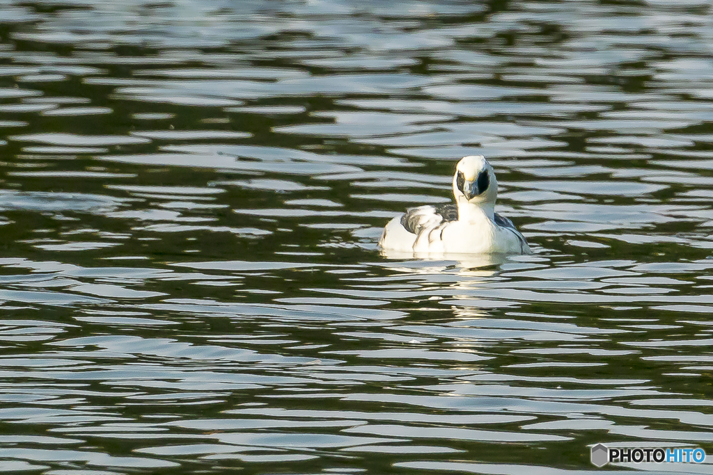 2025年 ミコアイサ 5