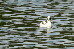 2025年 ミコアイサ 5