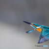 公園のカワセミ６１