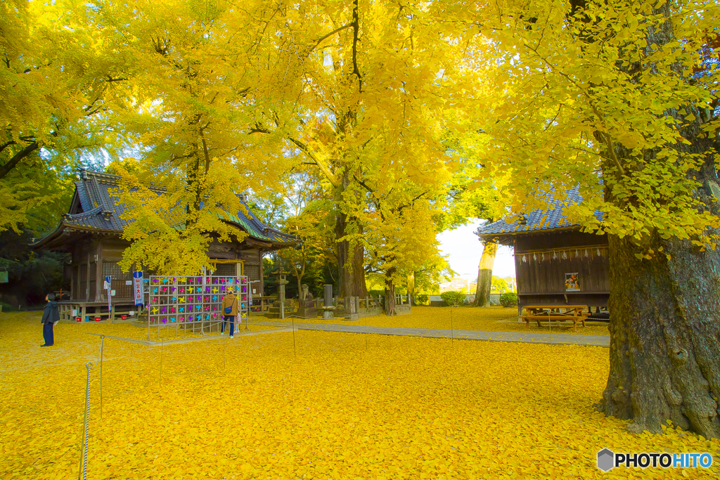 2025年 黄色く染った綾部神社 4
