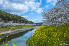 2025年 桜列車（平成筑豊鉄道）８