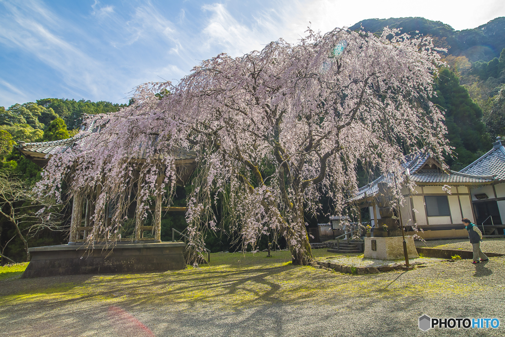2025年 實相院のしだれ桜 ４