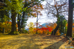 2025年 大山祇神社の紅葉 5