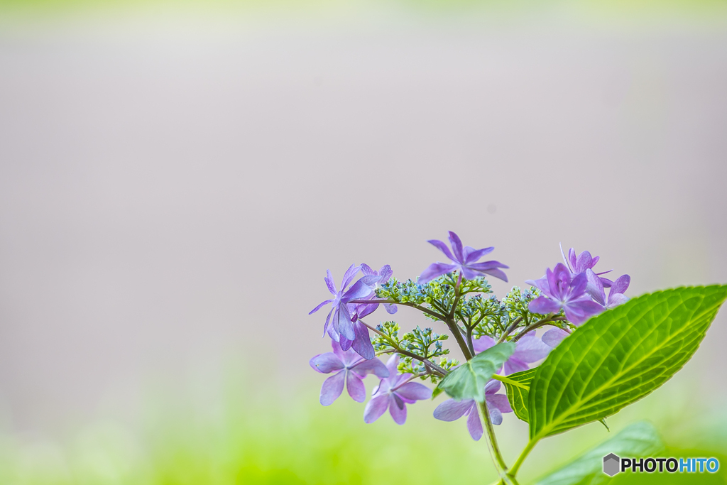 公園に咲く紫陽花 ３