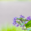 公園に咲く紫陽花 ３