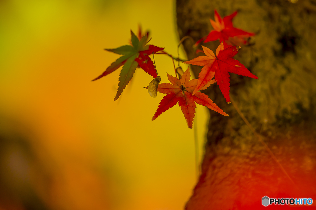 2025年 石橋文化センターの紅葉 6