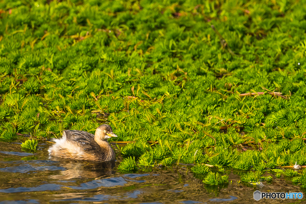 2026年 草場川の住人達 1
