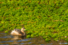 2026年 草場川の住人達 1
