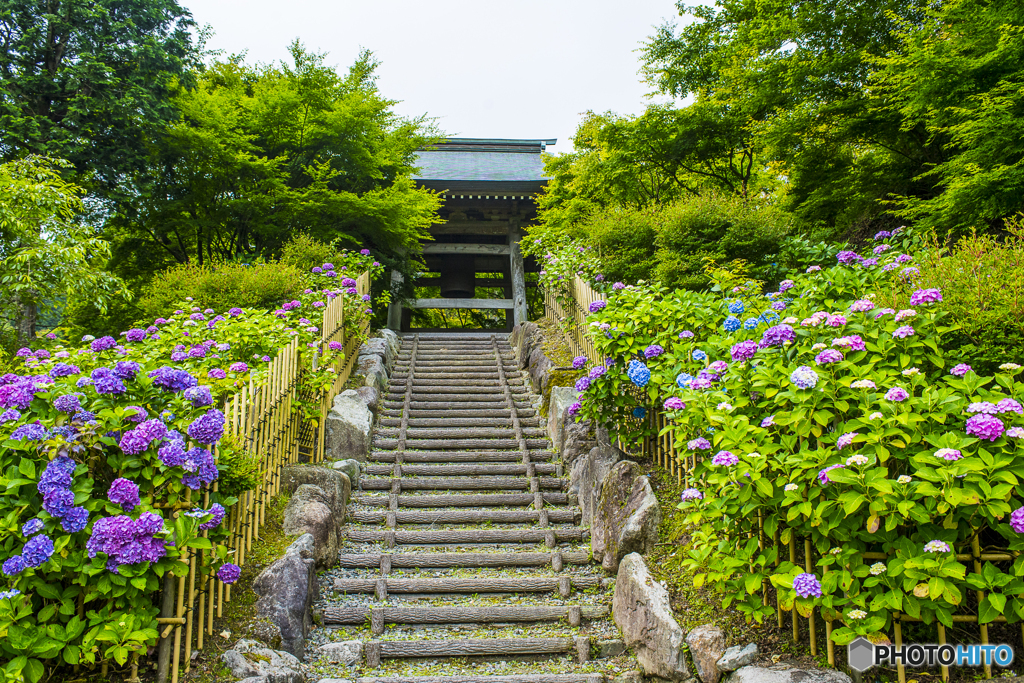 呑山観音寺の紫陽花 ３