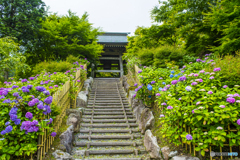 呑山観音寺の紫陽花 ３