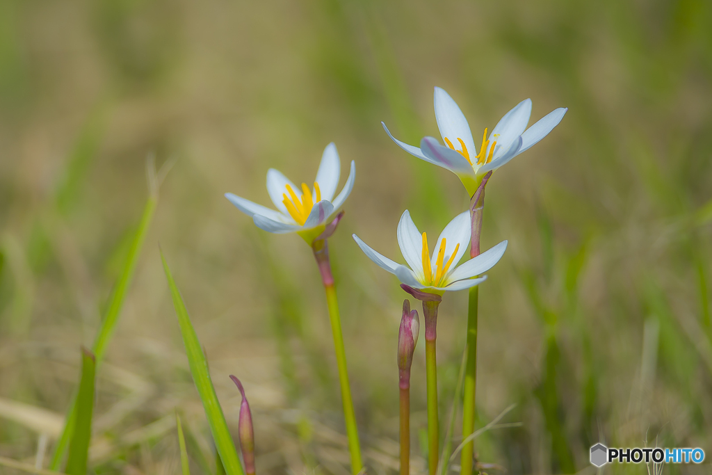 2025年 金立公園に咲く花 3