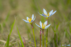 2025年 金立公園に咲く花 3 2025年 金立公園に咲く花 3