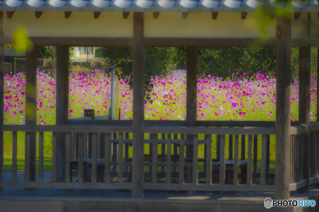 2025年 金立公園のコスモス 5