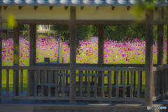 2025年 金立公園のコスモス 5
