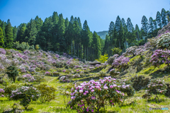 石楠花園１