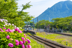 紫陽花 列車 １