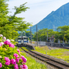 紫陽花 列車 １