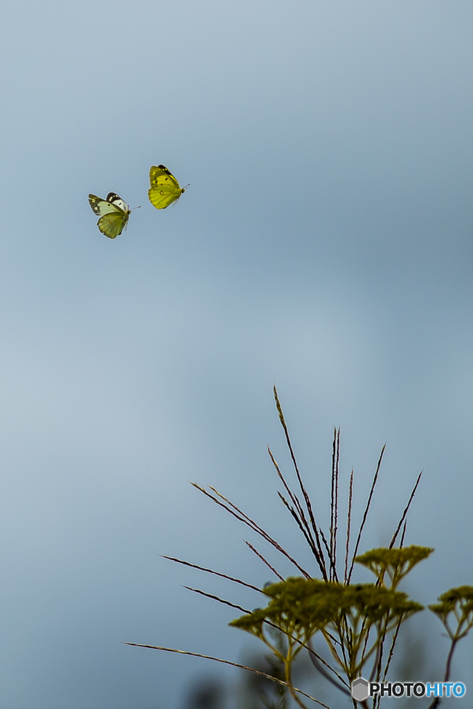 ヒゴタイ公園 モンキチョウ飛翔１