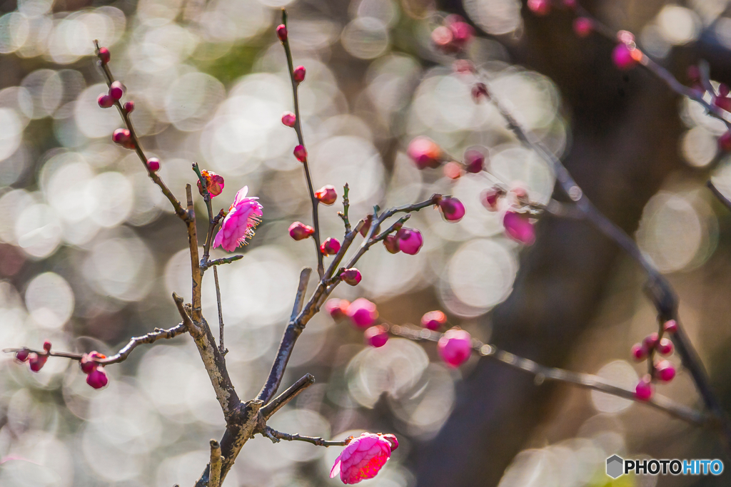 2026年 石橋文化 センター散策 The 6
