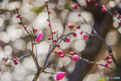 2026年 石橋文化 センター散策;6