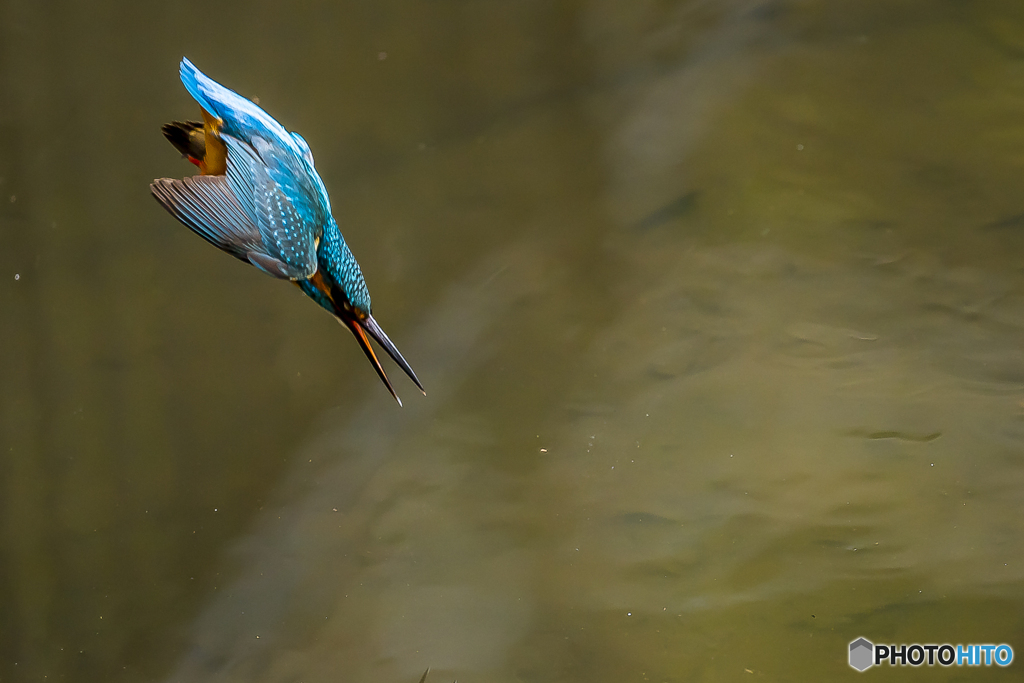 公園のカワセミ３８