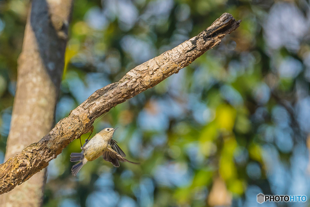 2026年　キクイタダキ　4
