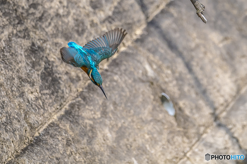 公園のカワセミ２９