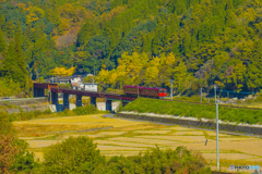 2025年 紅葉の九大線 7