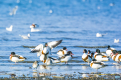 2024年 干潟の鳥達 ３