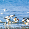 2024年 干潟の鳥達 ３