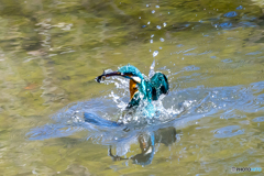 公園のカワセミ １０１