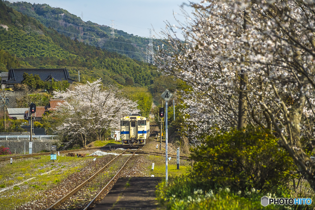 2025年 桜列車（JR日田彦山線）１