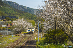 2025年 桜列車（JR日田彦山線）１