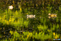  2025年 池の住人達　2