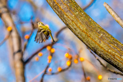 2026年 キクイタダキ 7