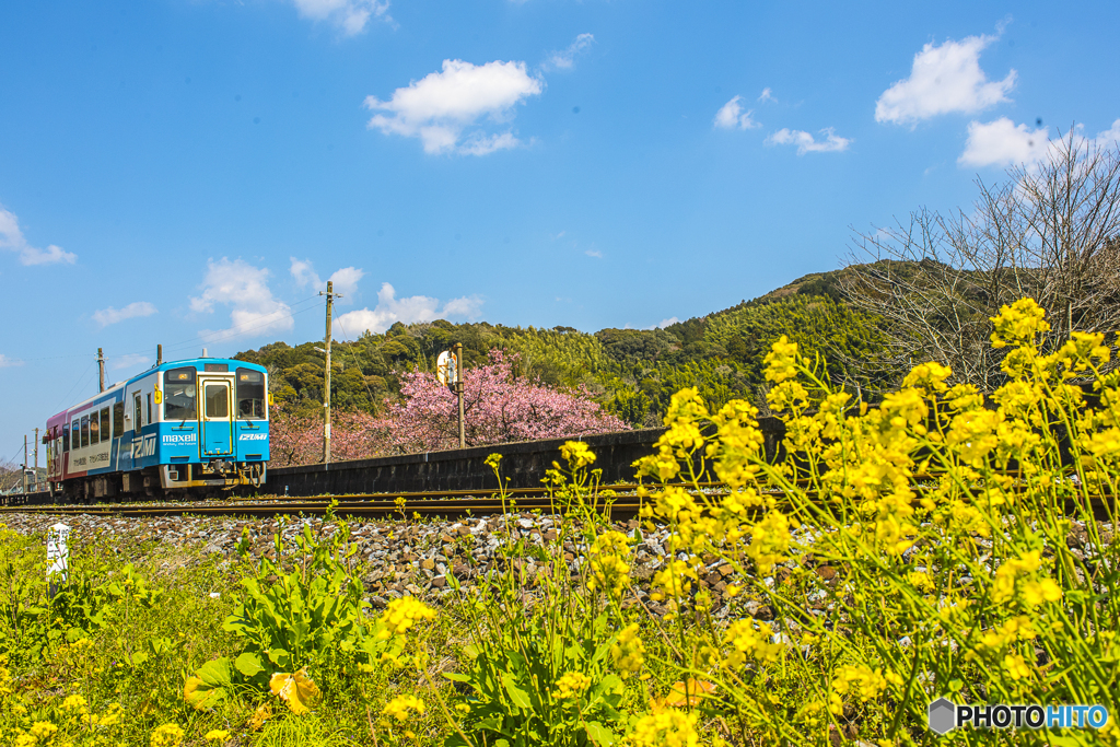 2025年 菜の花列車（平成筑豊） ３