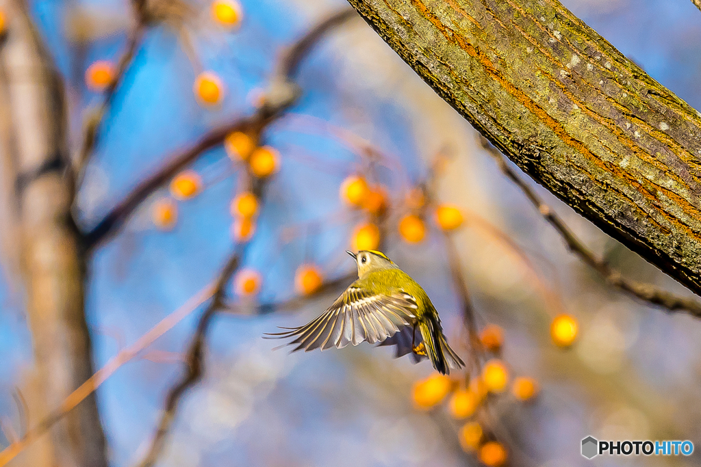 2026年 キクイタダキ 8