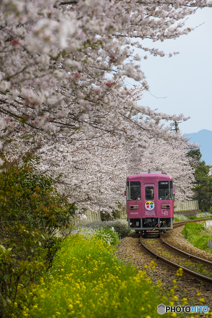 桜列車２２