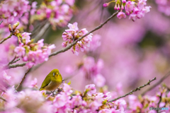 川津桜とメジロ１