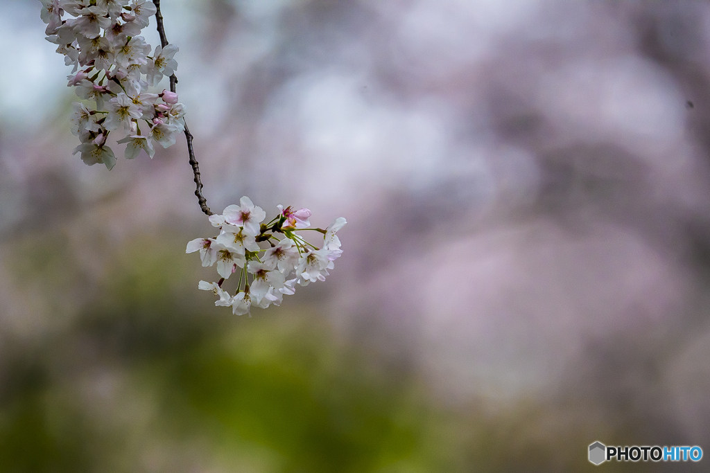 公園の桜２