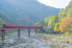 2025年 紅葉の九大線 2