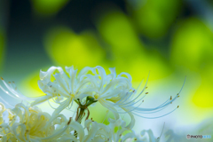 白い彼岸花 ６