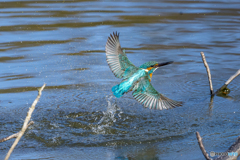 公園のカワセミ12