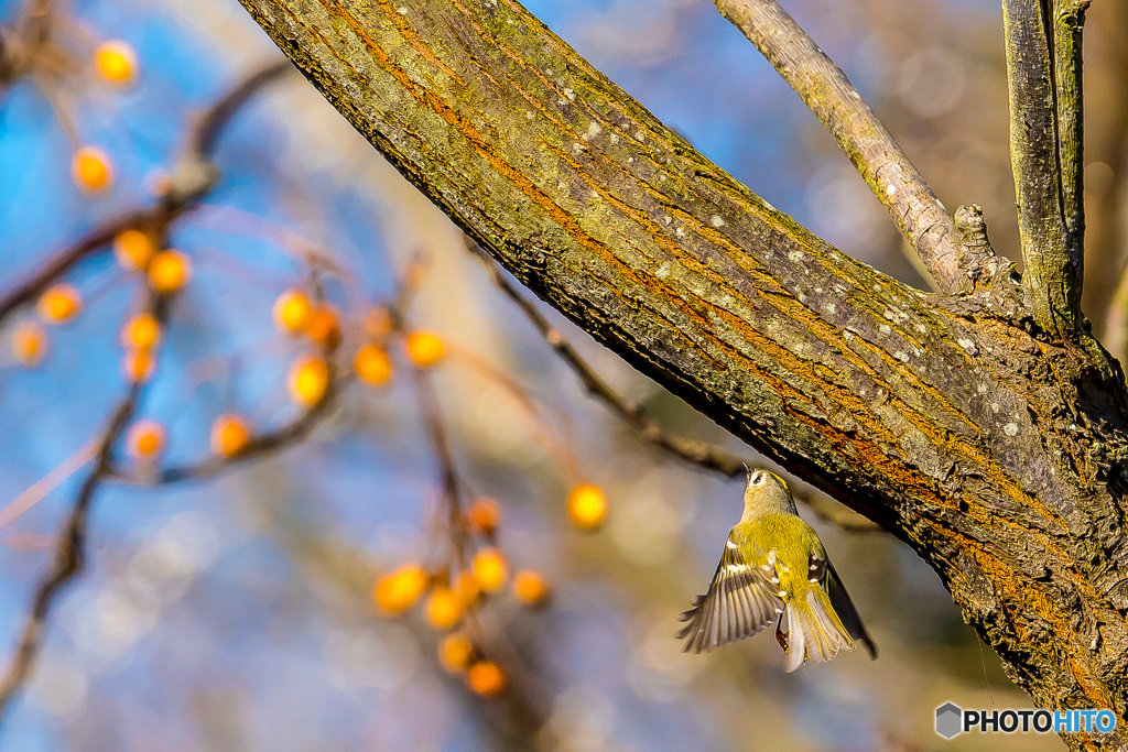 2026年　キクイタダキ 1