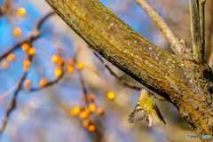 2026年　キクイタダキ 1