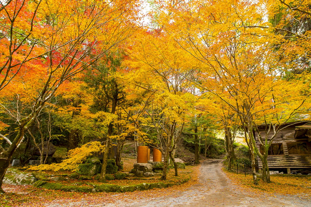 2024年 仁比山神社の紅葉 ３