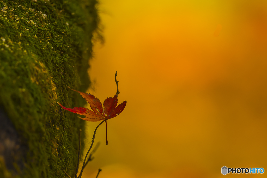 2025年 大山祇神社の紅葉 2