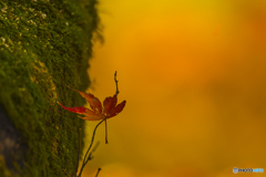 2025年 大山祇神社の紅葉 2